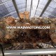 Wholesale top quality market price shiitake mushroom spawn