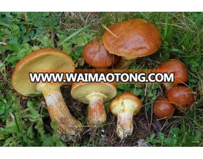 Premium Quality Wild Ecologically Perfect Yellow Boletus Mossiness Mushroom 100% Organic