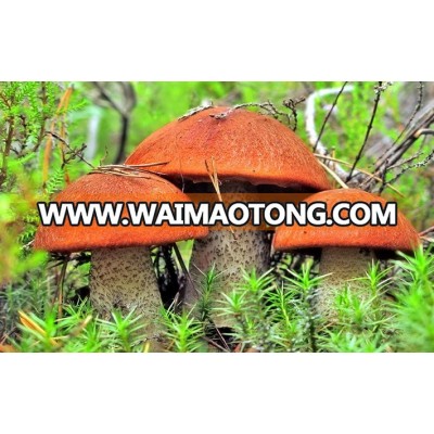 Dried Orange-Cap, Rough Boletus, Anti-cancer, high quality ingredients for supplements, flavorings, spices, edible raw material