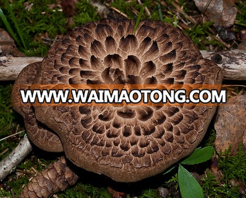 Dried Sarcodon Imbricatus mushroom, high quality raw material, ingredients for supplements, flavourings, spices, dashida