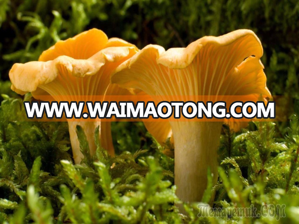 Dried Chanterelle Mushroom, high quality Ingredients for medicine, supplements, anti-cancer, natural,edible raw material